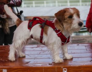 Ruffwear