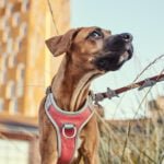 Hurtta Venture orma - no pull