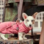 Hurtta Razzle-Dazzle jakna