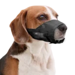 Pawise brnjica za psa