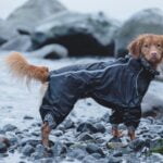 Hurtta Downpour Suit - kabanica za pse