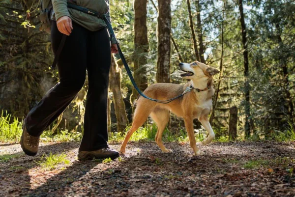 Roamer Leash Lifestyle