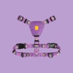 Woolly Wolf Northern Lights orma