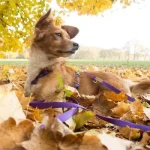 Haqihana povodnik, 2 m