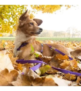 Haqihana orme i oprsnice za pse