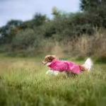 Hurtta monsoon coat 2 eco, kabanica za pse