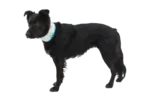 ruffwear