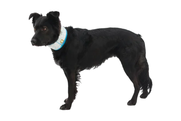 ruffwear