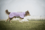 Woolly Wolf Alpha 360 Fleece Pullover - Slika 3