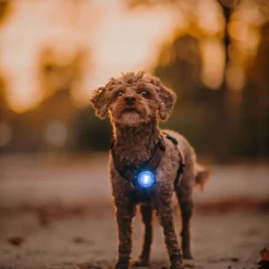 Orbiloc Dog MINI – LED sigurnosno svjetlo za male pse
