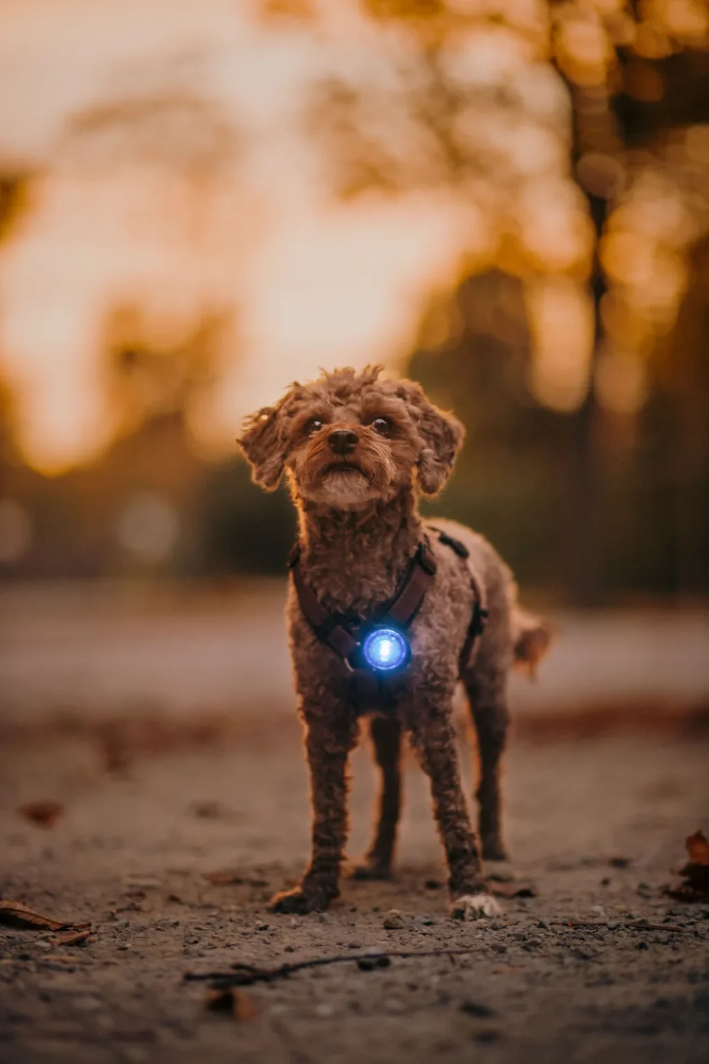 orbiloc mini 2 Orbiloc Dog MINI – LED sigurnosno svjetlo za male pse - Slika 1